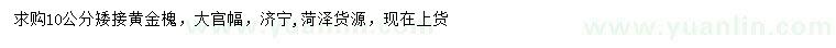 求購10公分黃金槐