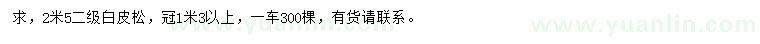 求購(gòu)2.5米白皮松