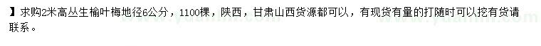 求購高2米叢生榆葉梅