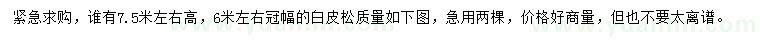 求購冠幅6米白皮松