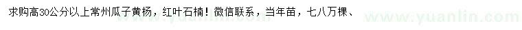 求購(gòu)高30公分以上瓜子黃楊、紅葉石楠