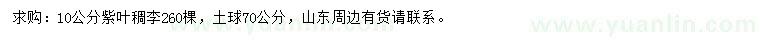 求購10公分紫葉稠李