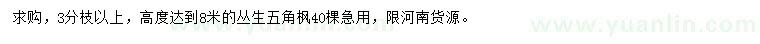 求購高8米叢生五角楓