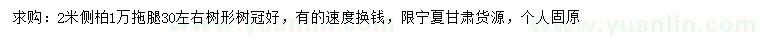 求購2米側柏
