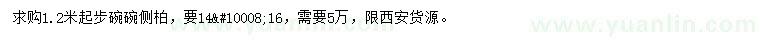 求購1.2米起步側柏