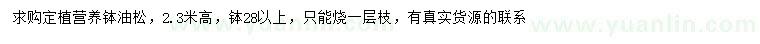 求購高2.3米油松