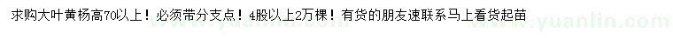 求購高70公分以上大葉黃楊