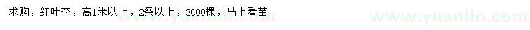 求購(gòu)高1米以上紅葉李