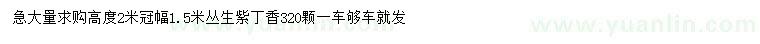 求購(gòu)高2米叢生紫丁香