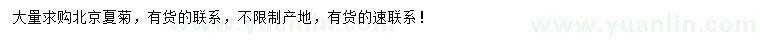 求購(gòu)北京夏菊