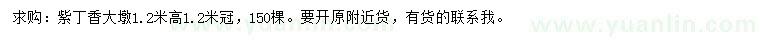 求購(gòu)高1.2米紫丁香