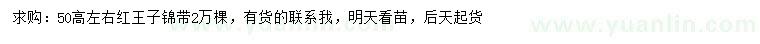 求購高50公分左右紅王子錦帶