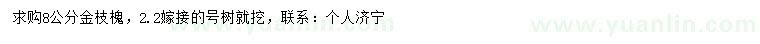 求購8公分金枝槐