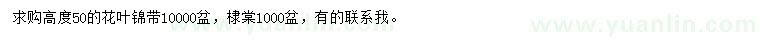 求購(gòu)高50公分花葉錦帶、棣棠