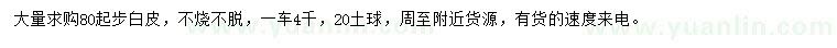 求購80公分起步白皮松