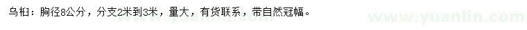 求購(gòu)胸徑8公分烏桕