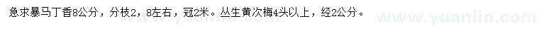 求購8公分暴馬丁香