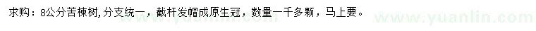 求購(gòu)8公分苦楝樹