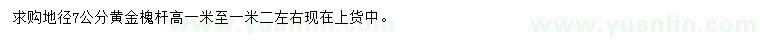求購地徑7公分黃金槐