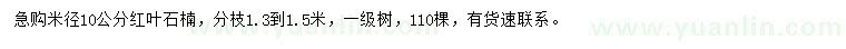 求購米徑10公分紅葉石楠