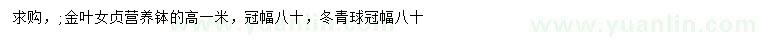 求購(gòu)高1米金葉女貞、冠幅80公分冬青球