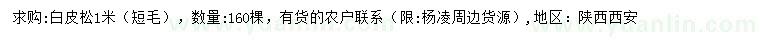 求購(gòu)1米白皮松