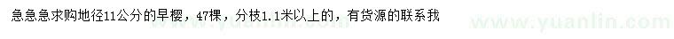 求購(gòu)地徑11公分早櫻