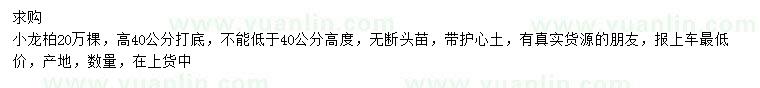 求購高40公分小龍柏