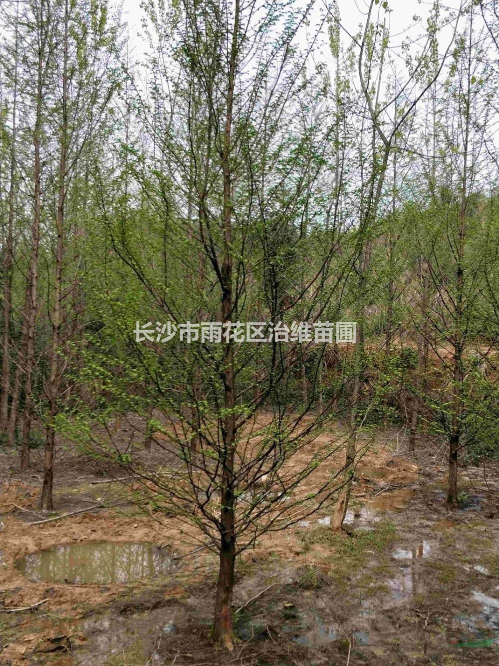 10公分一12公分水杉圖片/10公分一12公分水杉報(bào)價(jià)