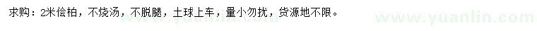 求購2米檜柏