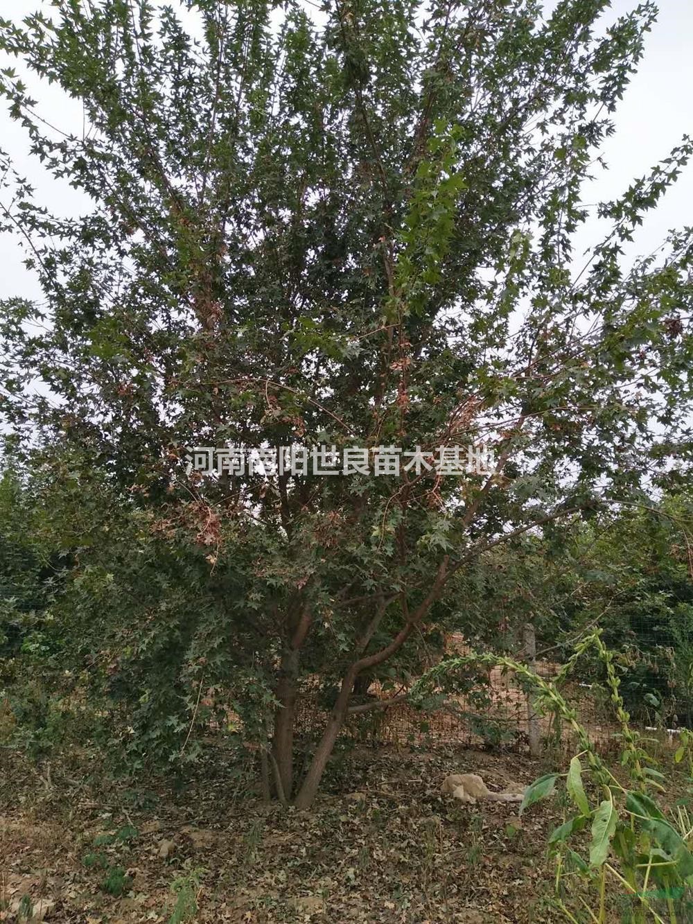 河南[產(chǎn)品]/河南五角楓價格/報價