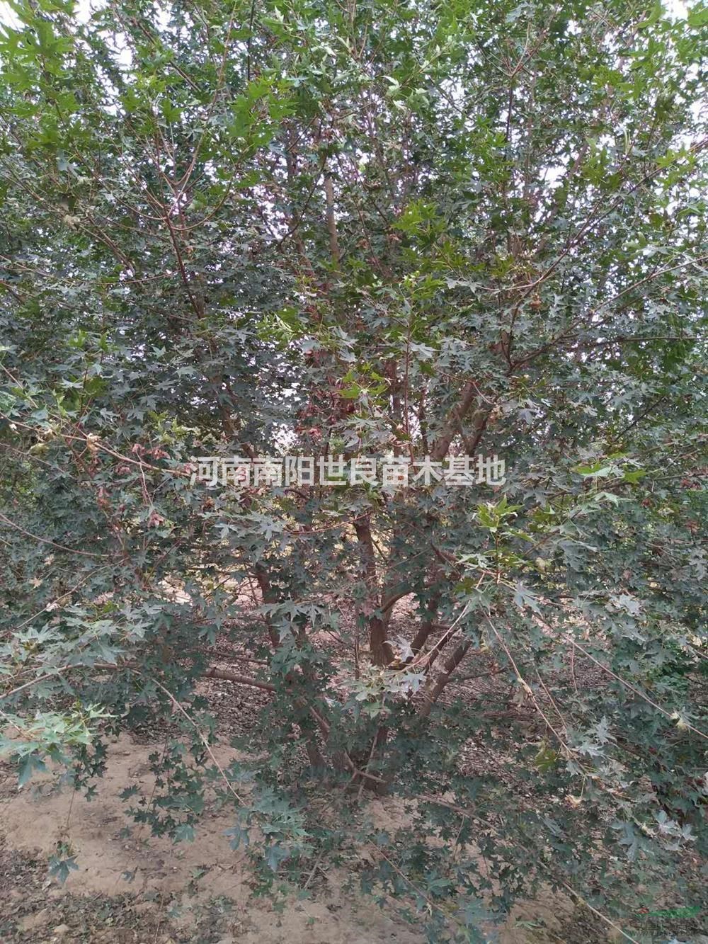 河南[產(chǎn)品]/河南五角楓價格/報價