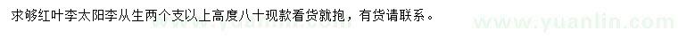 求購(gòu)高80公分紅葉李、太陽(yáng)李
