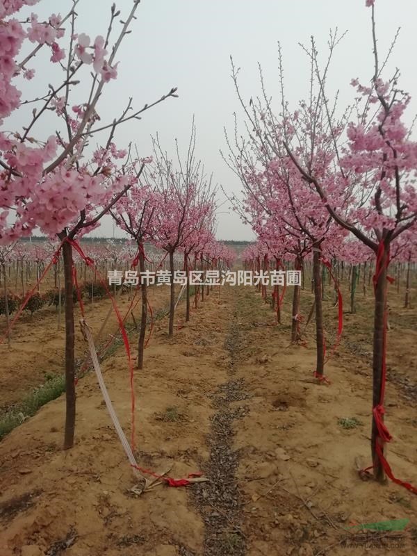 供應高桿櫻花 精品櫻花
