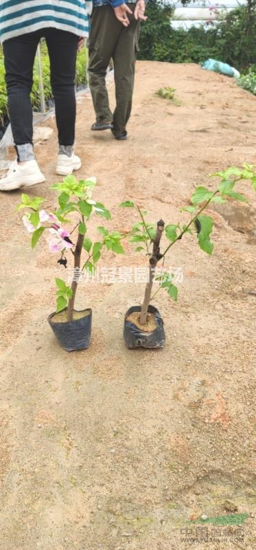 三角梅多色三角梅纓花三角梅