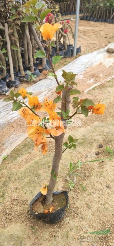 三角梅多色三角梅纓花三角梅