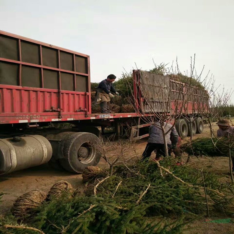 專業(yè)苗木基地3米以上云杉多少錢一棵 云杉規(guī)格齊全