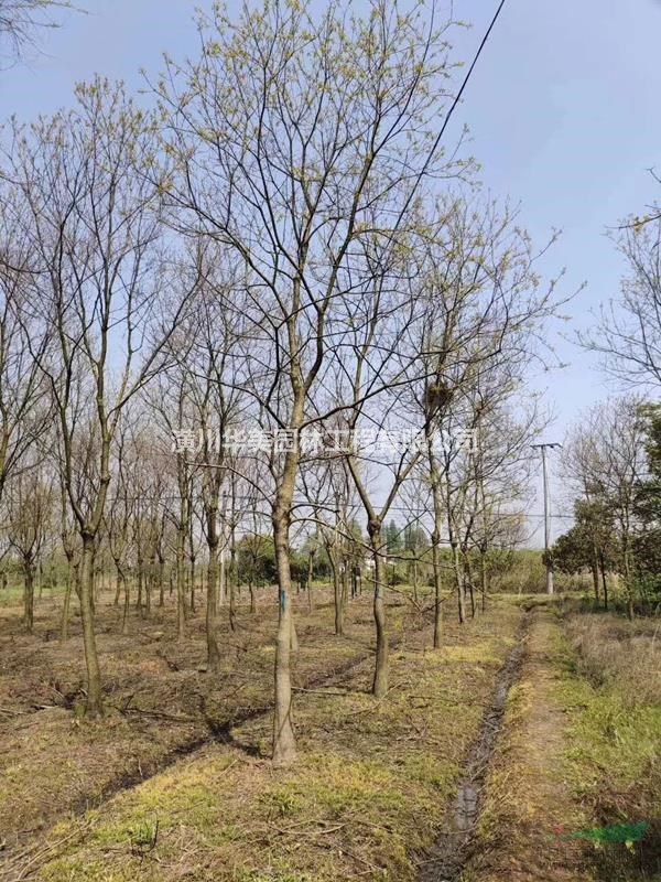 潢川花木苗木烏桕樹(shù)價(jià)格450元烏桕售價(jià)更新