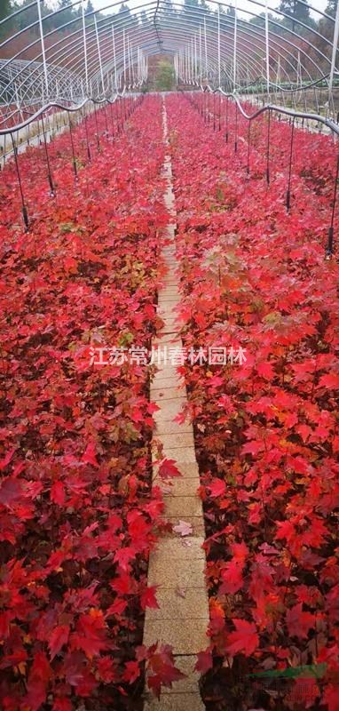 美國紅楓15到20