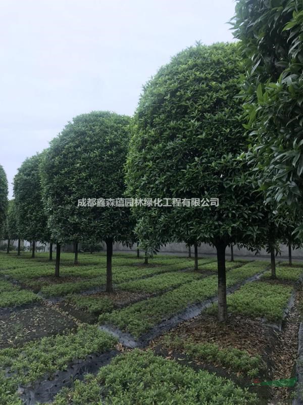 桂花基地 桂花批發(fā)基地 桂花價(jià)格 出售桂花