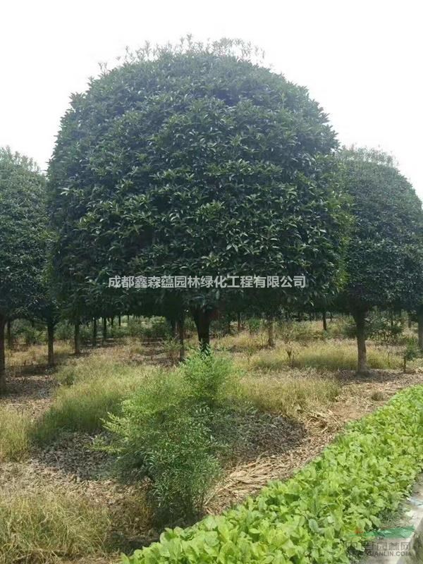 桂花基地 桂花批發(fā)基地 桂花價(jià)格 出售桂花