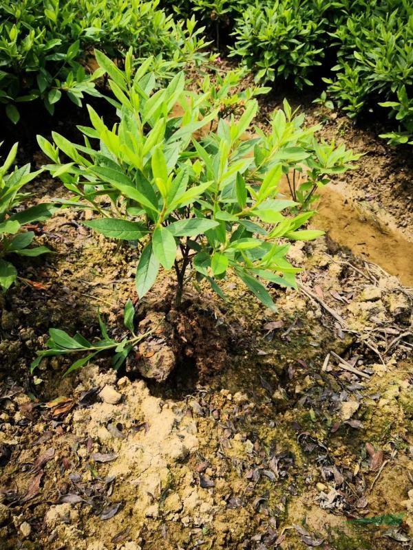毛球【紅花檵木球，杜鵑球，紅葉石楠球，海桐球】