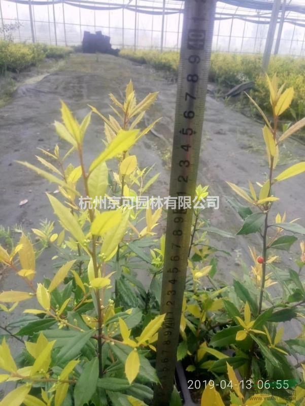 黃金枸骨穴盤苗