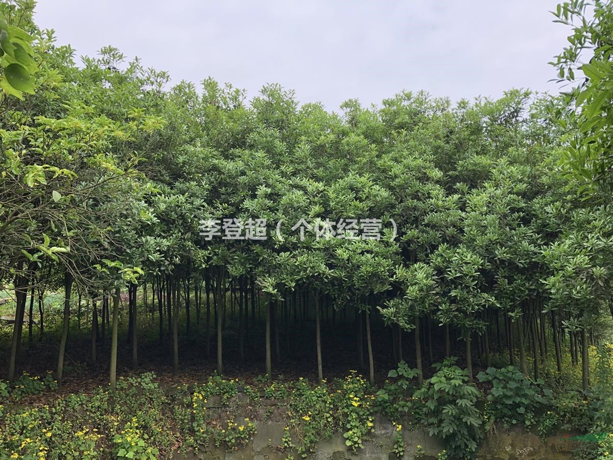 长期出售桂花树（金桂） 直径6~10厘米，树高3~5米