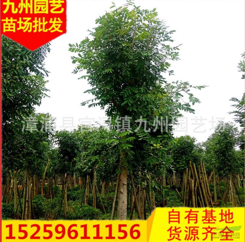 福建桃花心木價(jià)格便宜基地批發(fā) 漳州桃花心木處理價(jià)格便宜 漳浦