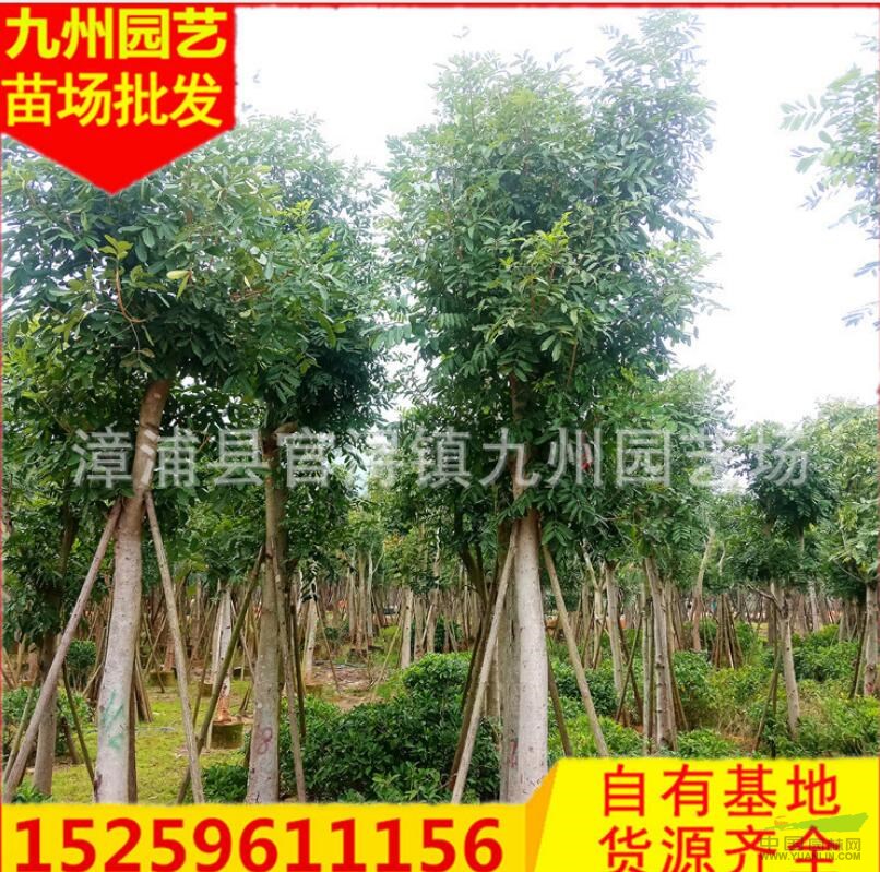 福建桃花心木價(jià)格便宜基地批發(fā) 漳州桃花心木處理價(jià)格便宜 漳浦