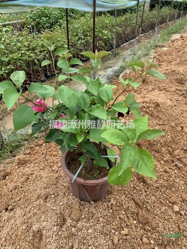 批发勒杜鹃三角梅