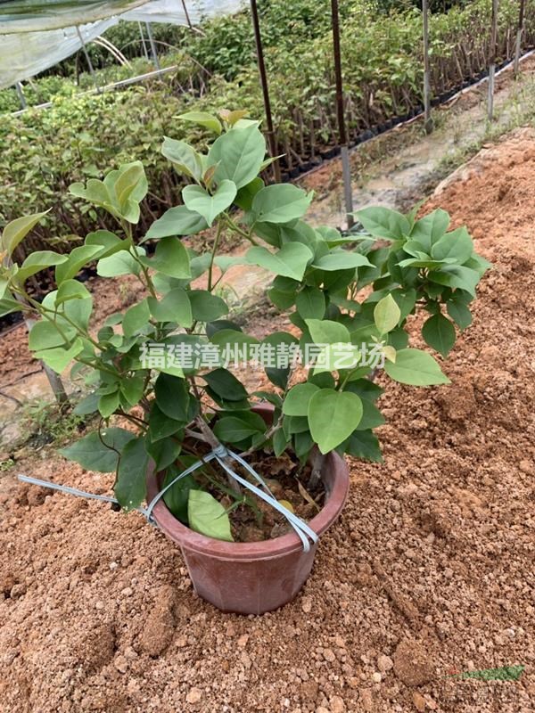 批发勒杜鹃三角梅