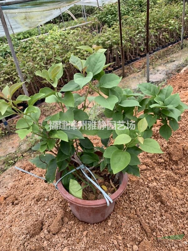 批发勒杜鹃三角梅