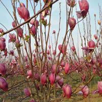 基地批發(fā)瀘州宜賓江安長寧芙蓉小苗、紫花風鈴木苗、紅玉蘭小苗 